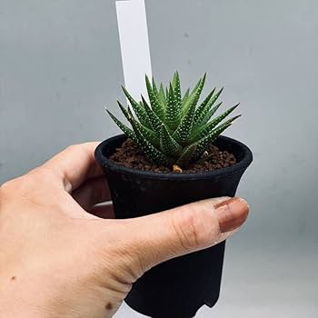 Amazon｜多肉植物 ハオルチア ヘレーhyb. S｜観葉植物